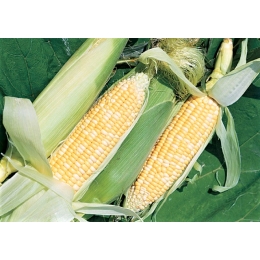54233B